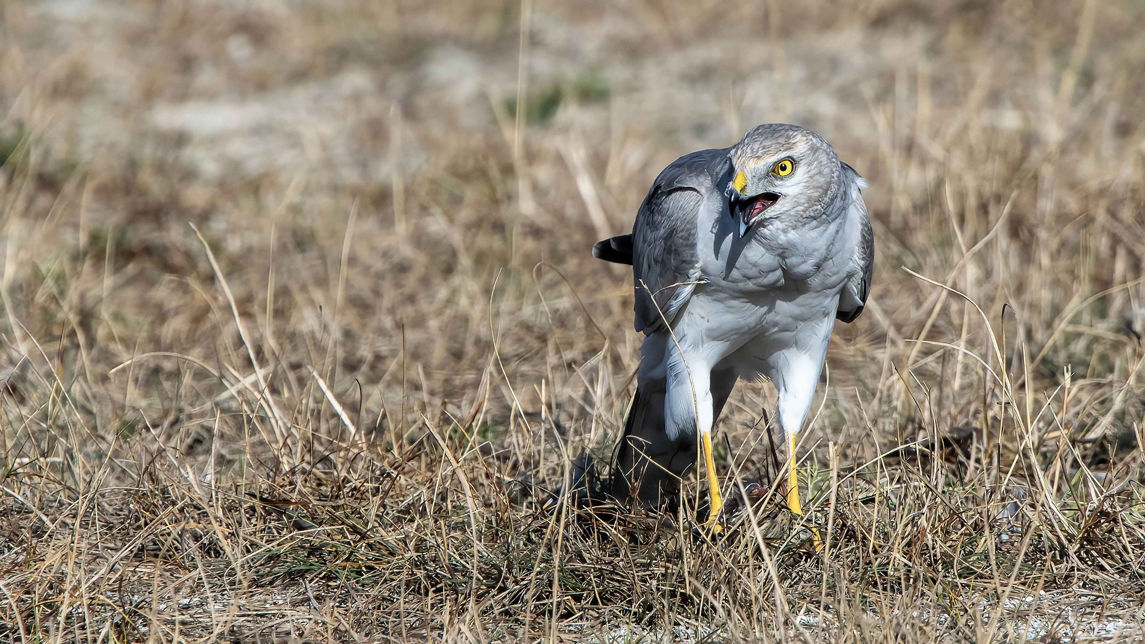 Pallid Harrier